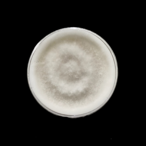 Cultures - Clean 100mm