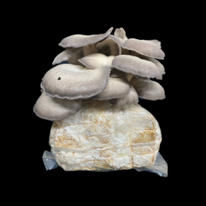 Black Pearl King Oyster Grow Kit