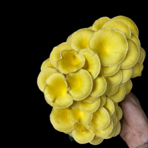 Yellow Oyster Grow Kit