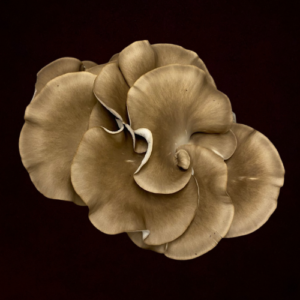 Italian Oyster Grow Kit