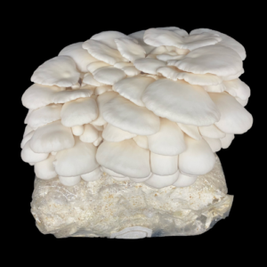 Snow Oyster Grow Kit