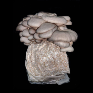 Blue Oyster Grow Kit