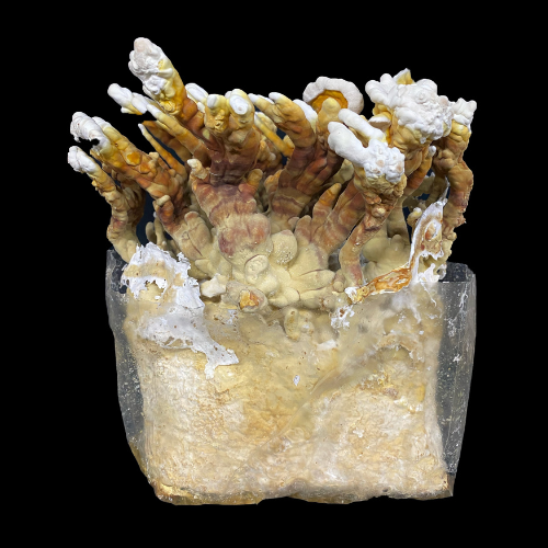 Reishi Grow Kit - Image 2