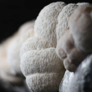 Lion's Mane Grow Kit