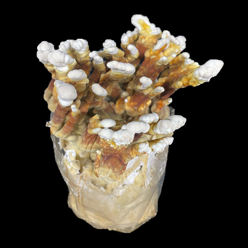 Reishi Grow Kit - Image 3