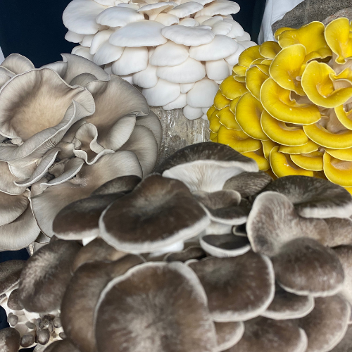 Black Pearl King Oyster Grow Kit - Image 2