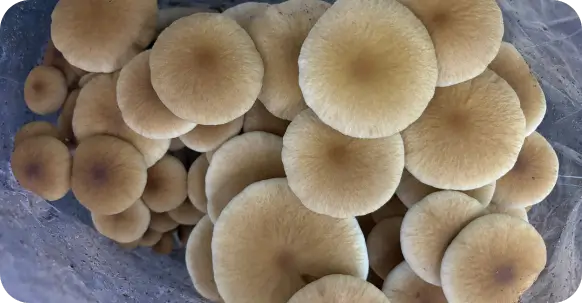 USDA Organic Certified Grain Spawn