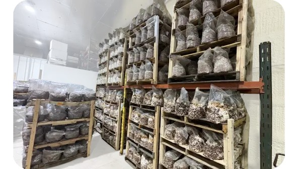 shelves of grain spawn