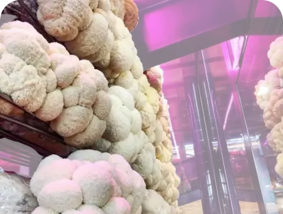 shelf of mushrooms in oven to dry