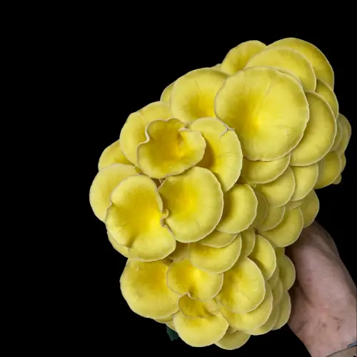 How and Why We Grow Gourmet Mushrooms – And How We’re Helping Others Grow Mush More