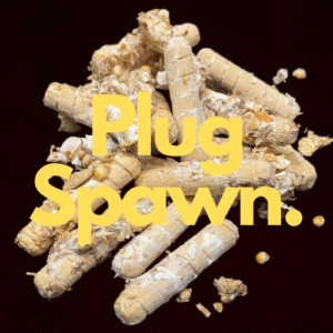 Plug Spawn