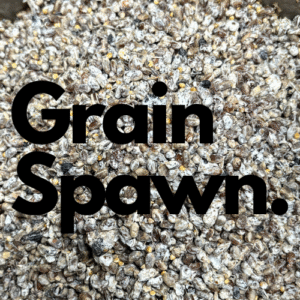 Ready to Grow Grain Spawn