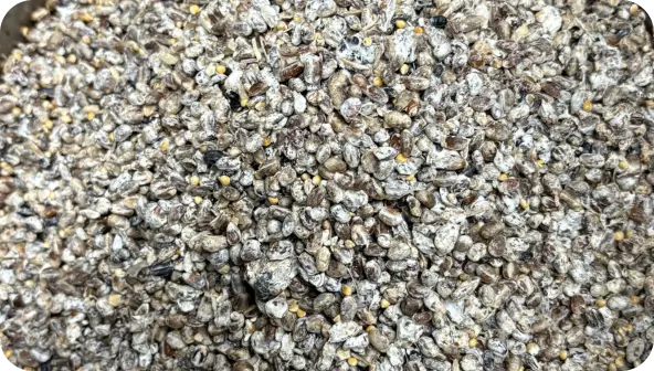 Premium WheatMillet Grain Spawn