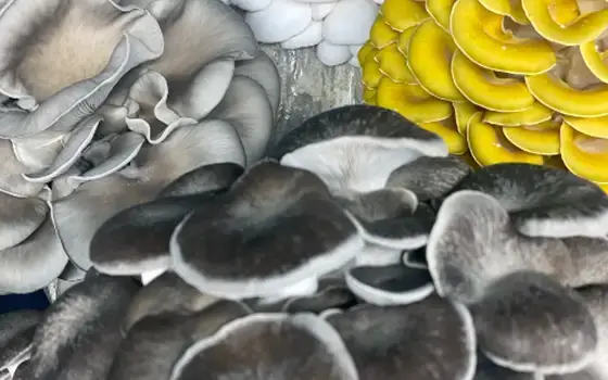 Ten Mile Mushrooms Shop